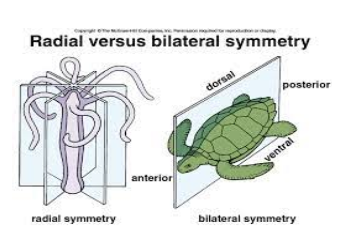 <p><strong>Asymmetrical</strong>: no general body plan (ex: sponges)</p><p><strong>Radial Symmetry: </strong>body parts organized about central axis (ex: jellyfish)</p><p><strong>Bilateral Symmetry:</strong> have a single plane of symmetry that creates mirror halves (ex: humans)</p><p></p><p></p>