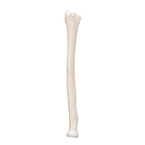 <p>Identify the bone in the image</p>