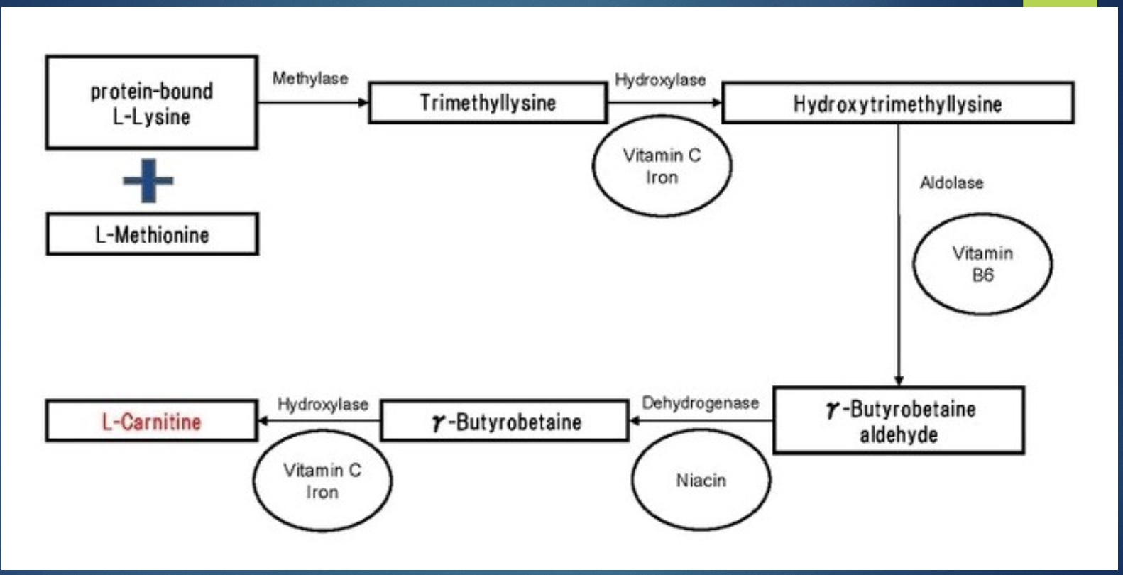 <p>*don’t have to know steps!</p><p>-Helps get fatty acid and CoA into mito</p><p>-add vitamins and minerals: minerals: skeletor, enzymes; vitamins: enzymes</p><p>-end w/ “mini protein”</p>