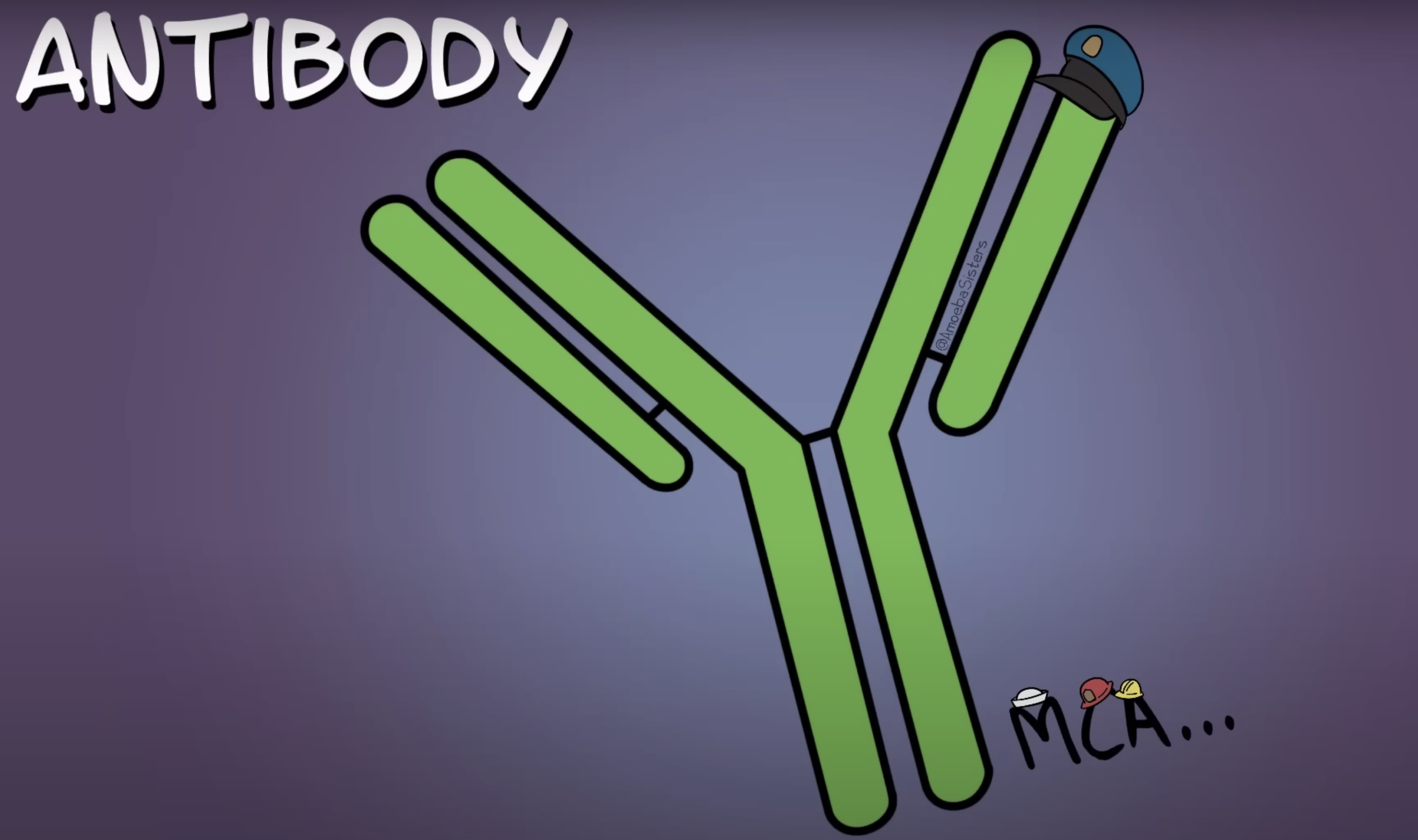 <p><strong>antibodies </strong></p>