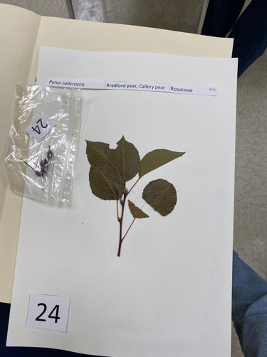 <p>Pyrus calleryana (Rosaceae)</p>