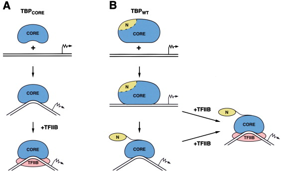 <p>A critical part of the transcription initiation process in <strong>eukaryotes</strong>, involving <strong>TBP</strong> and the <strong>mediator complex</strong>.</p><p class=""><strong>Key Components:</strong></p><ol><li><p class=""><strong>TBP (TATA-Binding Protein):</strong></p><ul><li><p class="">Binds to the <strong>TATA box</strong> in the promoter region</p></li><li><p class=""><strong>Bends the DNA</strong> to help position the rest of the transcription machinery</p></li></ul></li><li><p class=""><strong>Mediator Complex:</strong></p><ul><li><p class="">A large protein complex that <strong>connects transcription factors (TFs)</strong> to RNA polymerase II</p></li><li><p class="">Can interact with TFs <strong>hundreds to thousands of nucleotides</strong> away from the gene</p></li><li><p class=""><strong>Regulates transcription</strong> by helping coordinate signals from enhancers and activators</p></li></ul></li></ol><p></p>