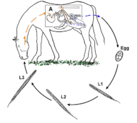 <p>life cycle of?</p>