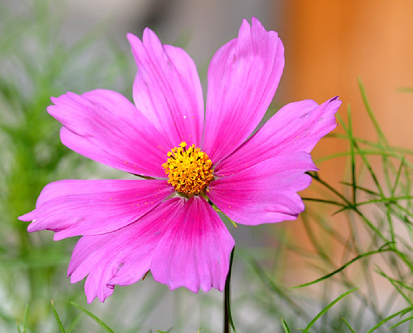 <p>ser bonito</p>
