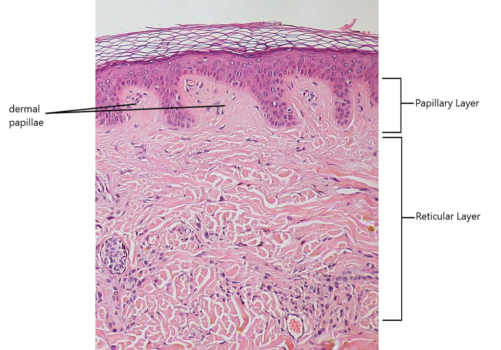 <ul><li><p>Superficial region of dermis that sends fingerlike projections up into epidermis</p></li><li><p>Contains:</p><ul><li><p>Capillary loops</p></li><li><p>Free nerve endings</p></li><li><p>Touch receptors</p></li></ul></li></ul><p></p>