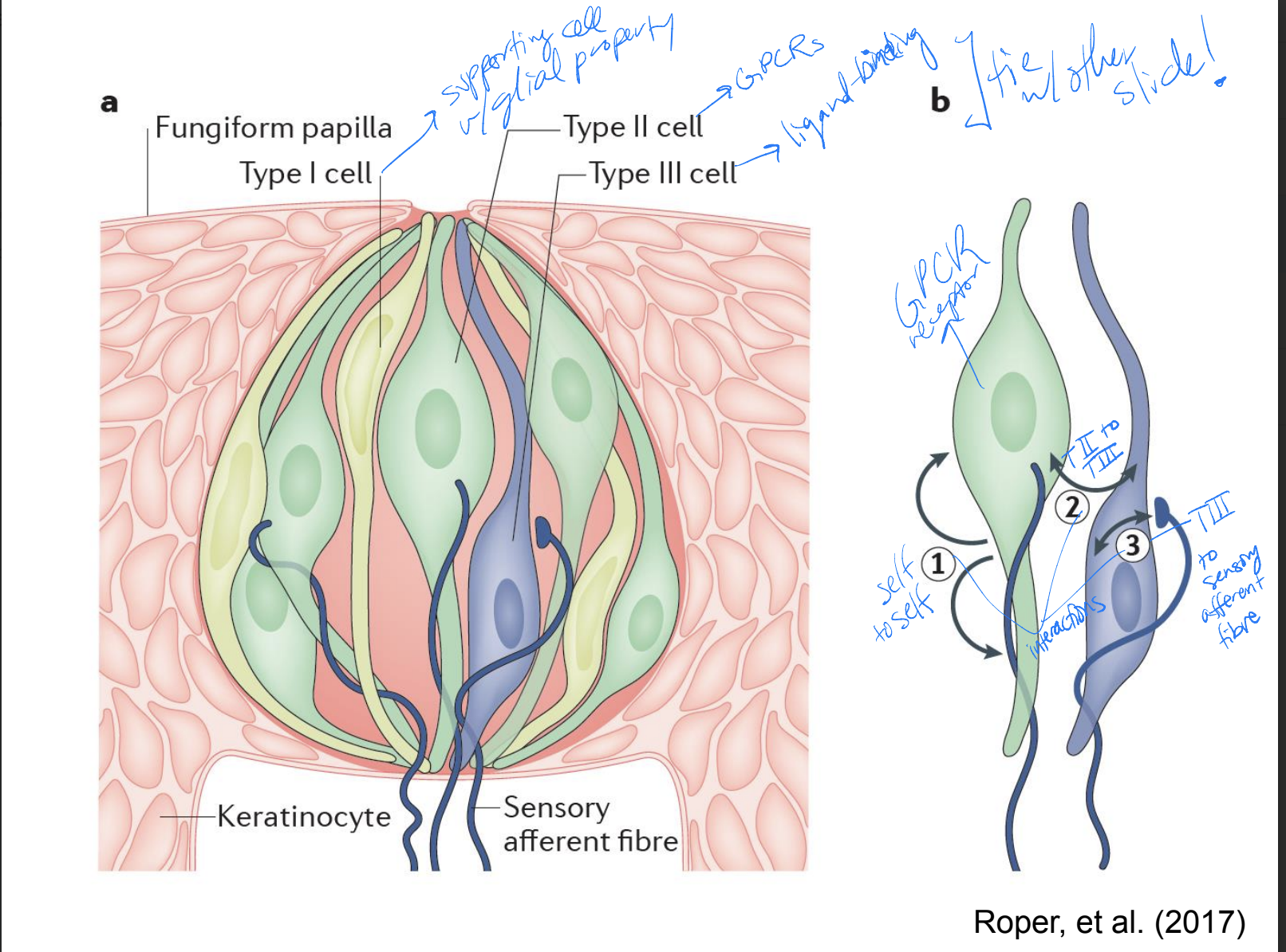 
1. self to self interactions
2. type II to type III
3. type III to sensory afferent fibre