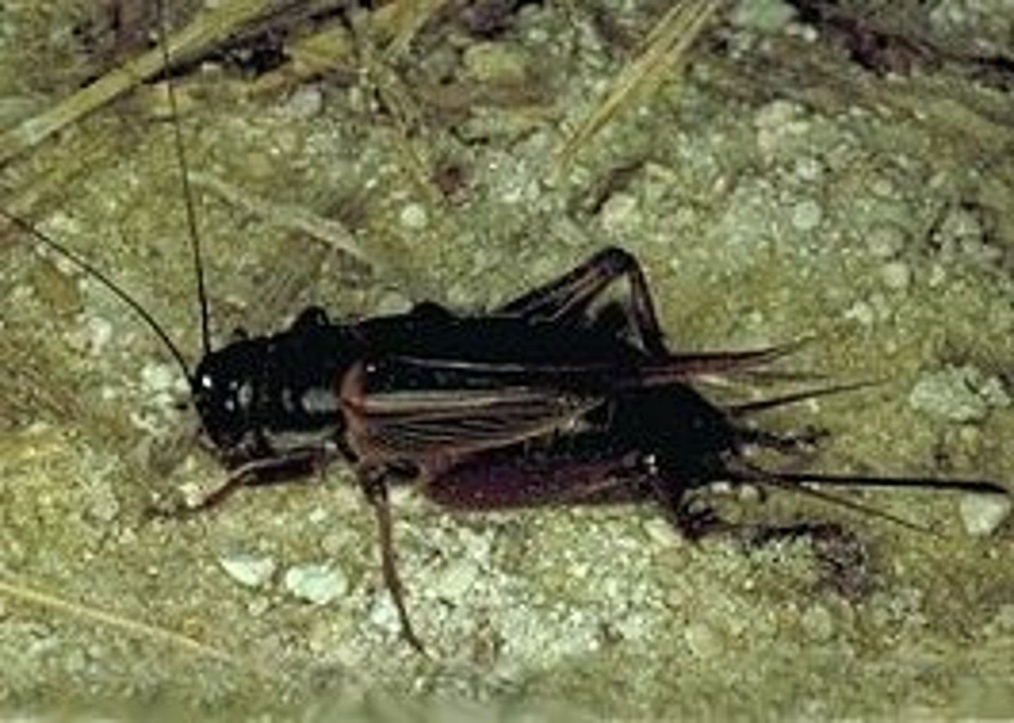 <p>Cricket Family</p>