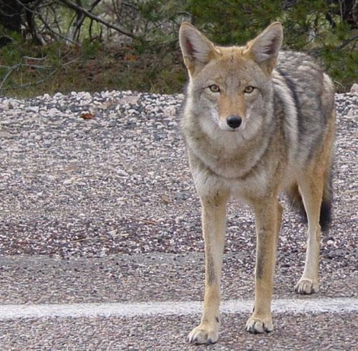 <p>Adaptable Predator</p><p>- Highly intelligent and flexible, coyotes can survive in a wide range of habitats, from remote backcountry to downtown urban parks.</p><p>- Omnivore diet: eats small mammals, berries, insects, carrion, and even garbage—whatever is available.</p><p>- More slender than wolves with a bushy tail and pointed muzzle</p><p>- Controls rodent populations in ecosystems.</p><p>Coexistence Practices</p><p>- Can become habituated to people especially when fed or unintentionally rewarded with food</p><p>- Important to instill healthy fear of humans to avoid conflict: make noise, keep pets leashed (and if the pet is small, pick it up)</p>