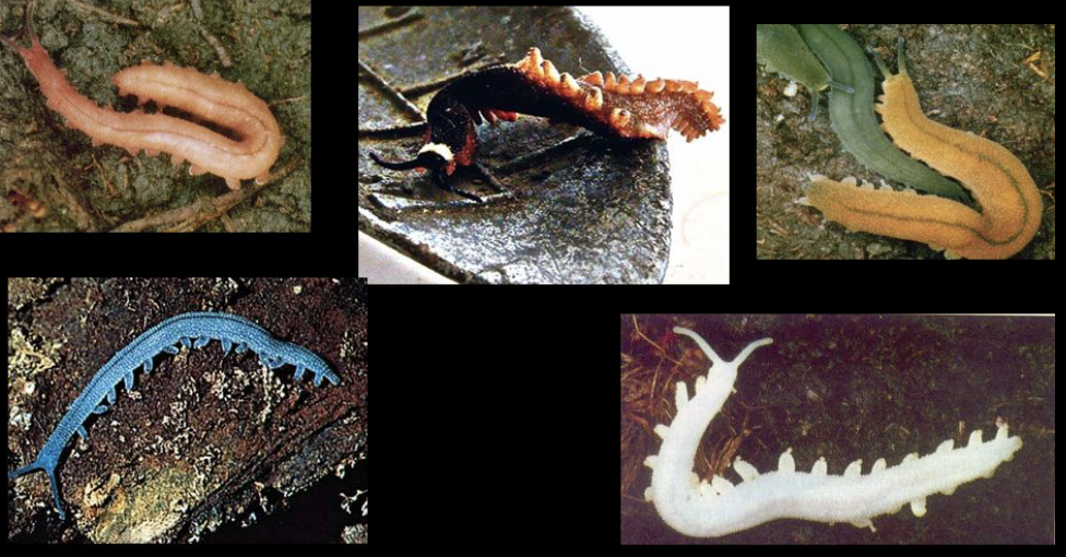 <p>Identifying characteristics of Phylum Onychophora (Under Superphylum Ecdysozoa)</p>