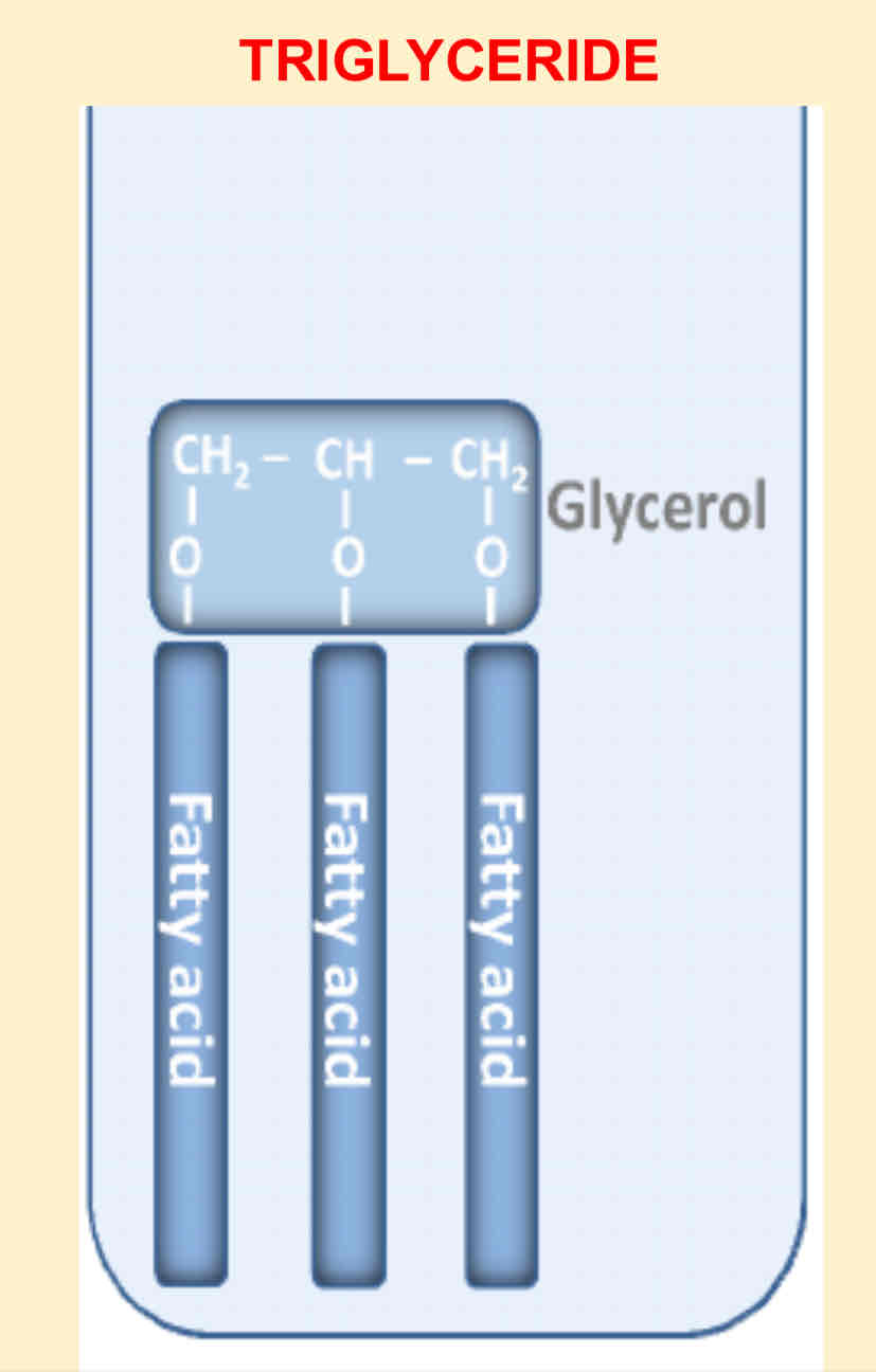 <p>Glycerol and fatty acid </p>