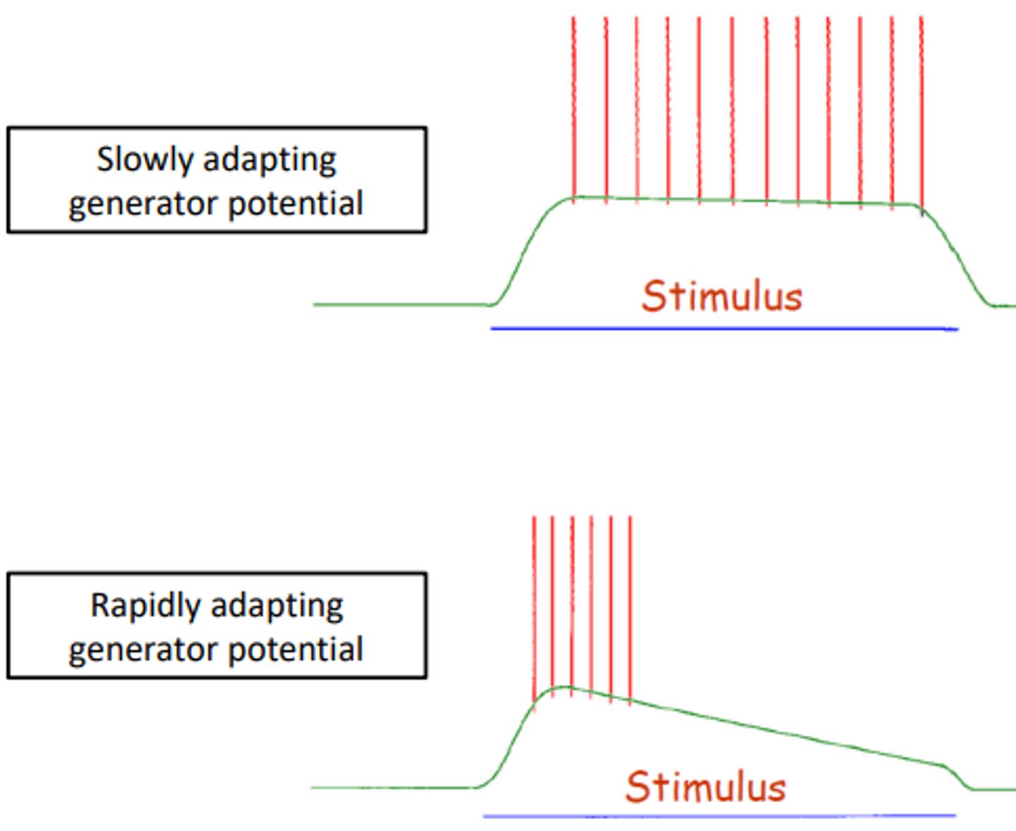 <p>Terminals that do not sustain the depolarization for the duration of the mechanical distortion</p>