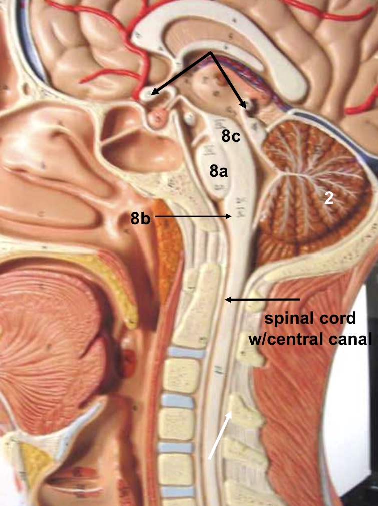 <p>8a</p>