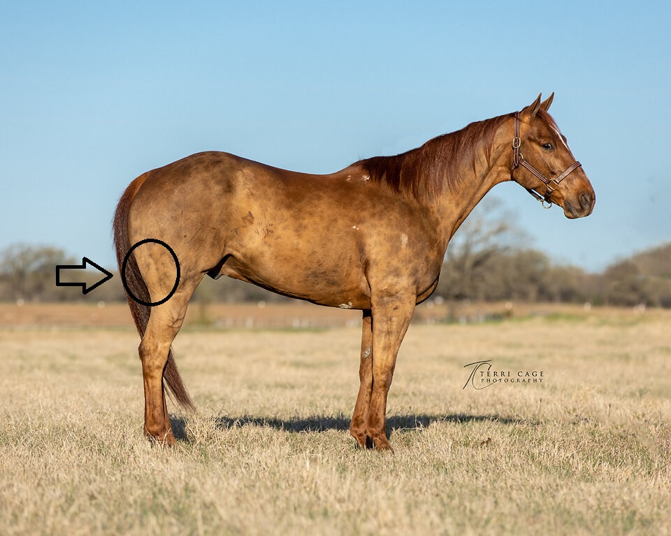 <p>What type of injection is given in the hindleg or hamstring and why?</p>