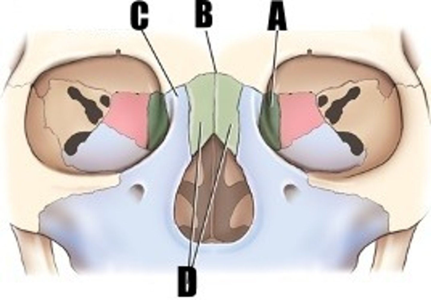 <p>what part of bone is B</p>
