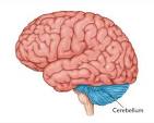 <p>What is the function of the Cerebellum?</p>