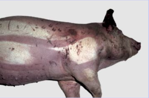 pooling of the body following death that causes a purplish red discoloration of the skin; also referred to as lividity