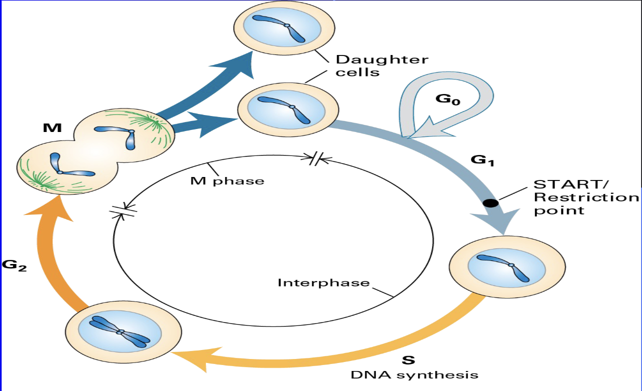 <ul><li><p><span><span>Restriction Point (“Pardee Point” or “G1-S Checkpoint”)</span></span></p><ul><li><p><span><span>a G1 irreversible go-no go point where growth factors are no longer required</span></span></p></li><li><p><span><span>cell is now committed to enter S . Called START in yeast</span></span></p></li></ul></li></ul><p></p>