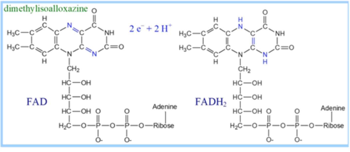 <p>·flavinadenindinukleotidas – kofermentas, kurio struktūroje yra vitaminas B2, jis yra fermento Dihidrolipoildehidrogenazės struktūros dalis.</p>