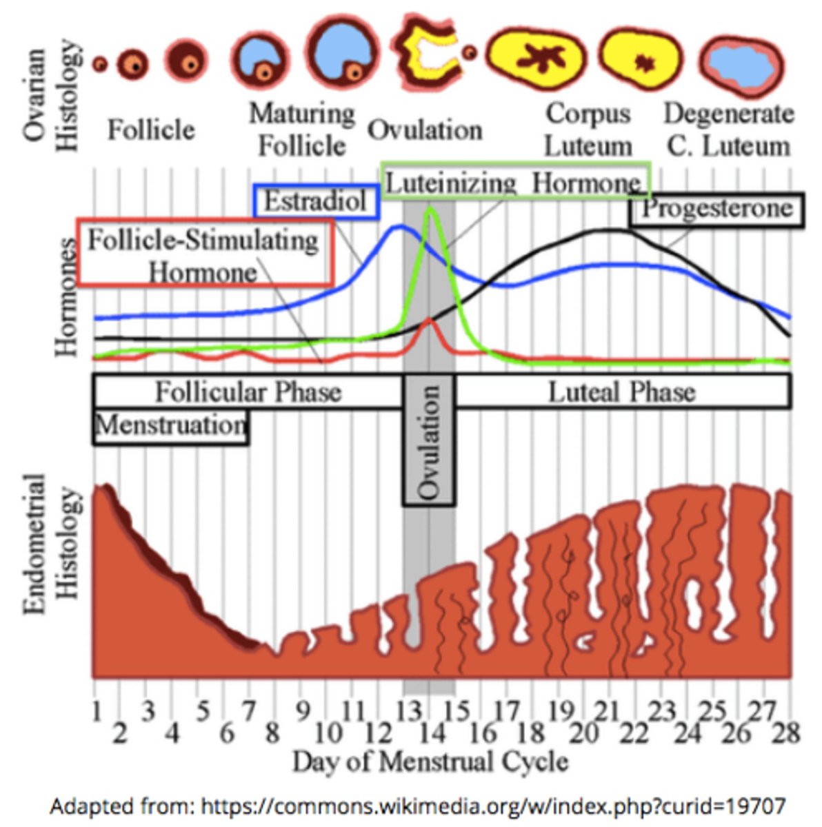 <p>FSH &amp; LH release decreases from the anterior pituitary, so the corpus luteum begins to degenerate</p>