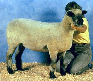 Origin: England, Traits: carcass quality, fleece, and lambing percentage