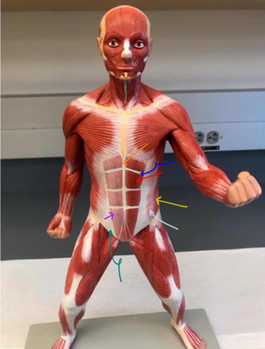 <p>ID the structure that is being pointed at by the blue arrow.</p>