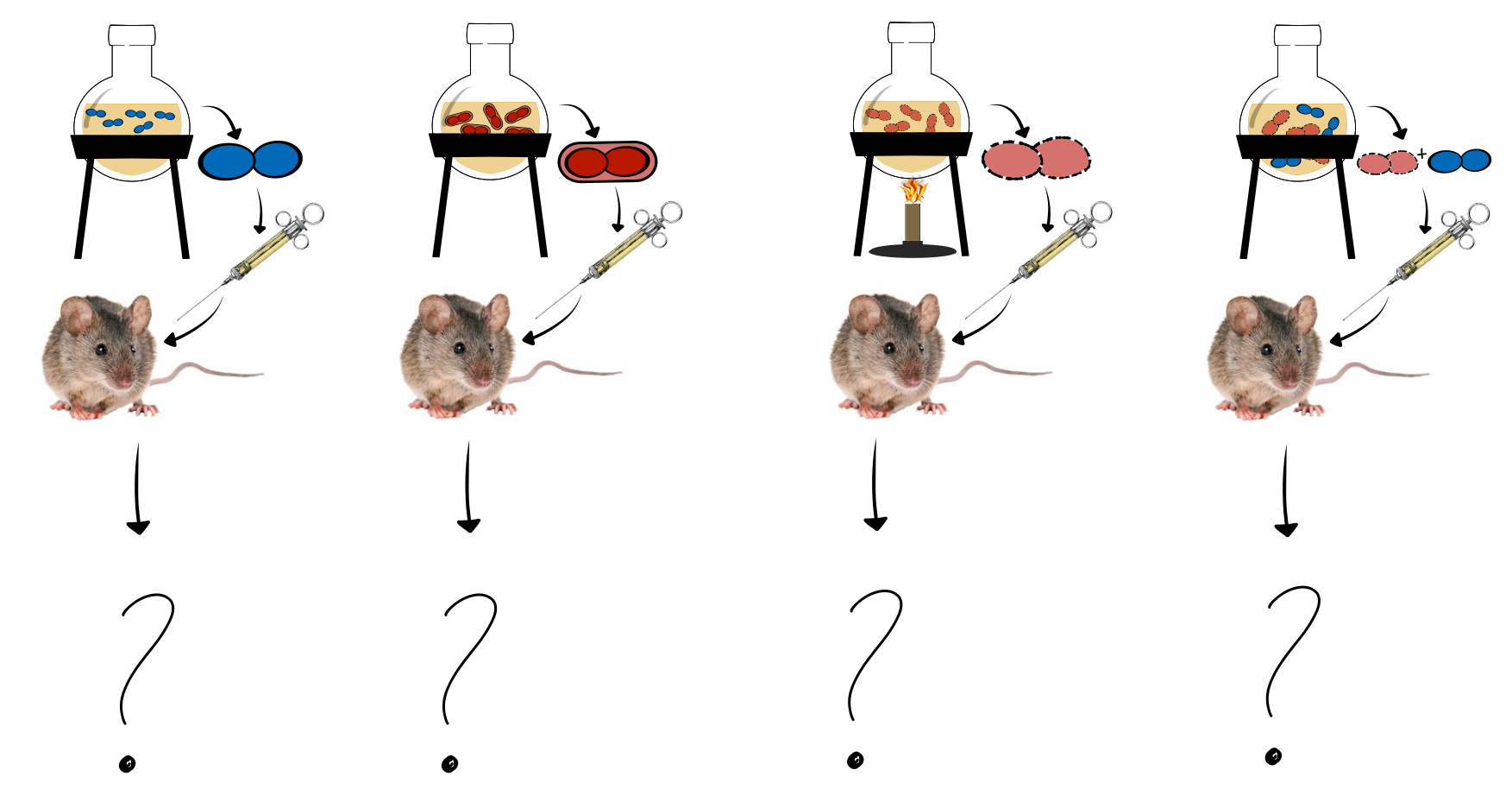 <p>Griffith experiment</p>