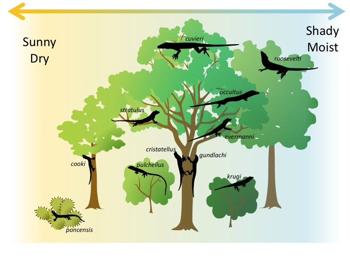 <p><span>a process that allows competing species to coexist by utilizing the environment differently. It's also known as resource partitioning.</span></p>