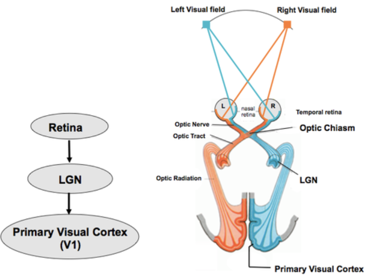 <p>Geniculostraite System (what synapses on what, what kind of info does it carry?)</p>