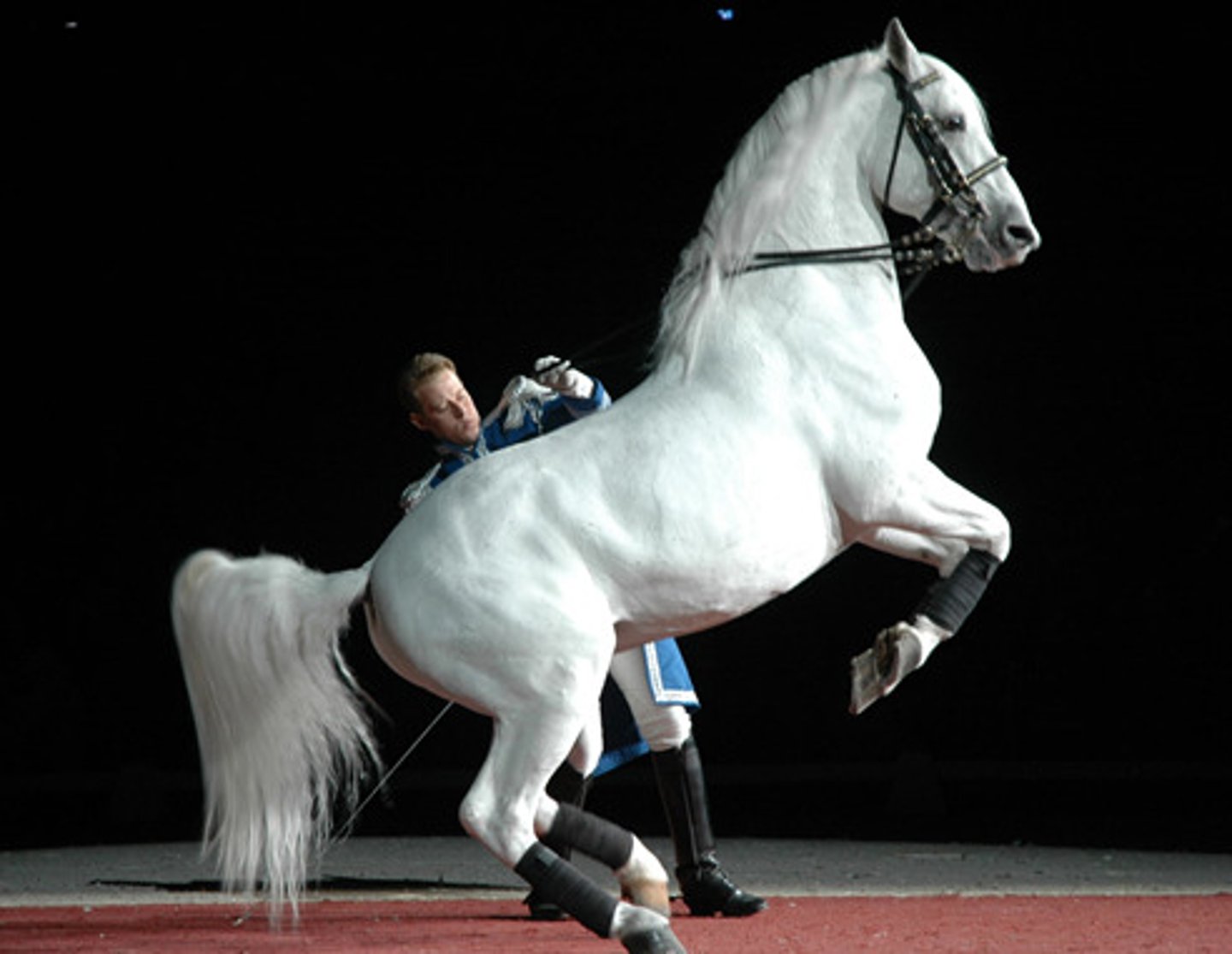 <p>Lipizzan (er)</p>