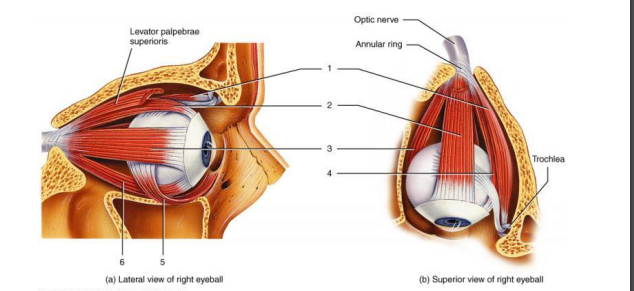 <p>(5) Inferior oblique muscle function </p>