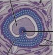 follicle forms a fluid filled cavity; differentiation of cell layers in the follicle wall