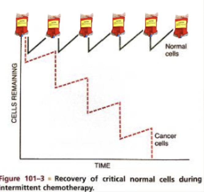 <p>Why is cancer/chemo treatment intermittent?</p>