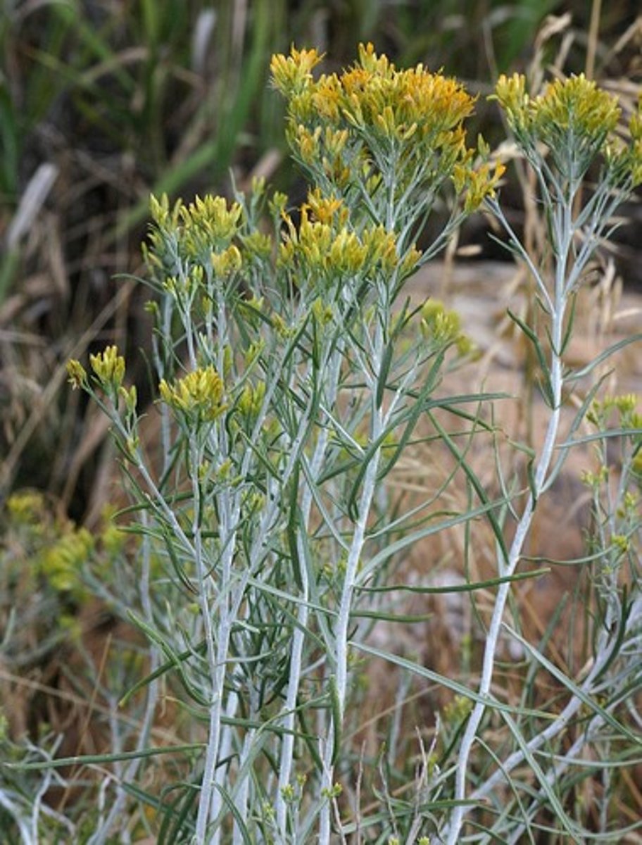 <p>-Leaves simple, alternate, narrowly linear (“grass-like”) -Woody, gray brown, bark; often shreddy </p><p>-Racemes of small yellow flowers</p>