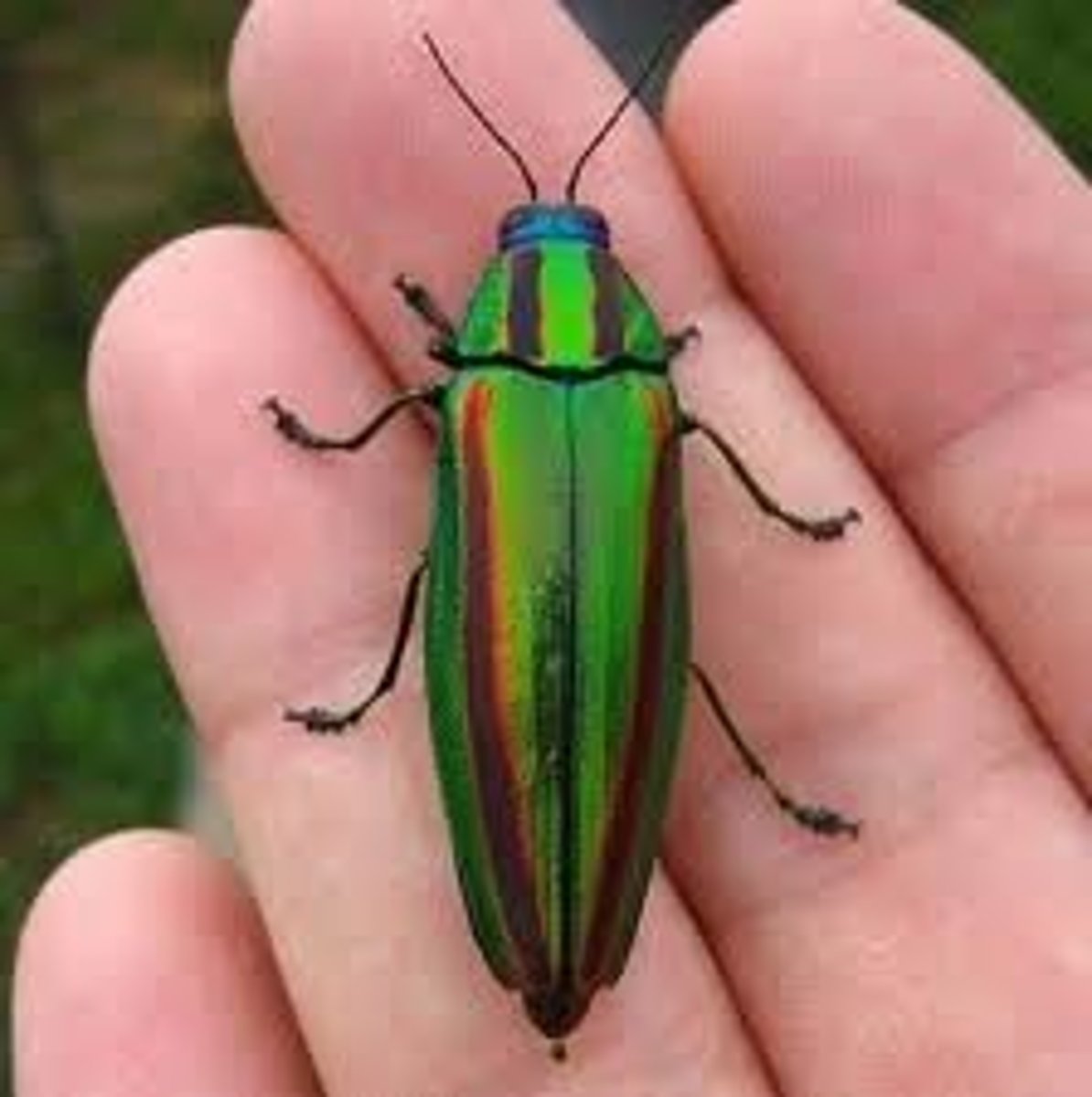 <p>Beetle Family</p>