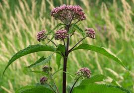 <p>Joe-Pye-Weed(<em>Eutrochium maculatum</em> (L.) E.E. Lamont)</p>