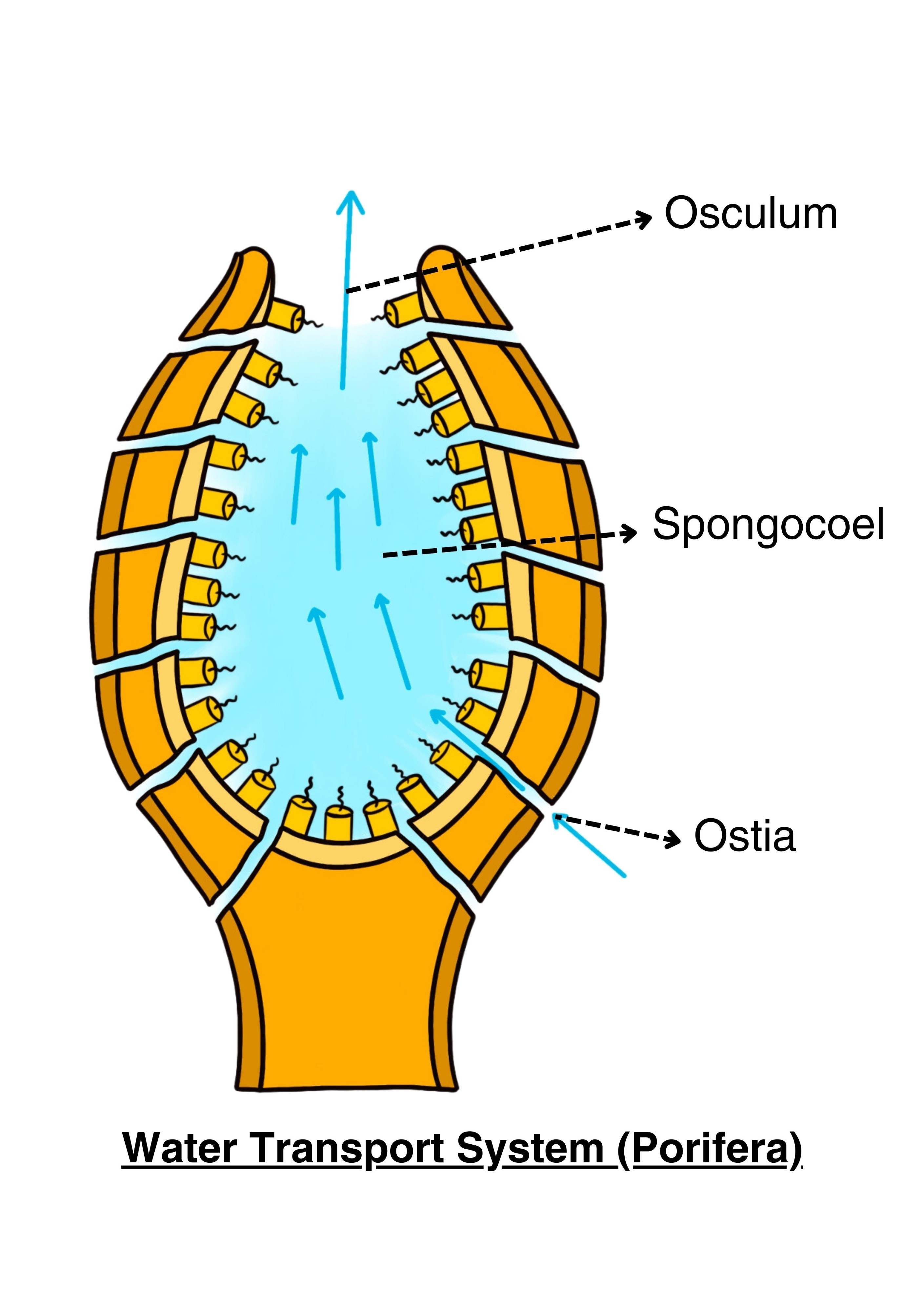 <p>Osculum</p>