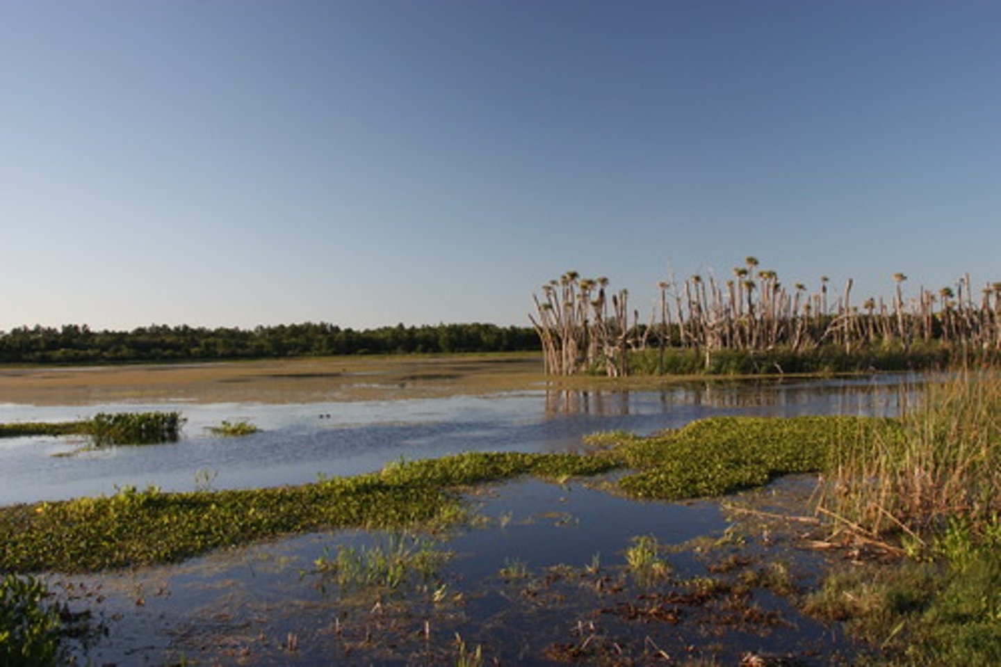 <p>Areas with soil submerged/saturated plants in water for at least part of the year, but shallow enough for emergent plants.</p>