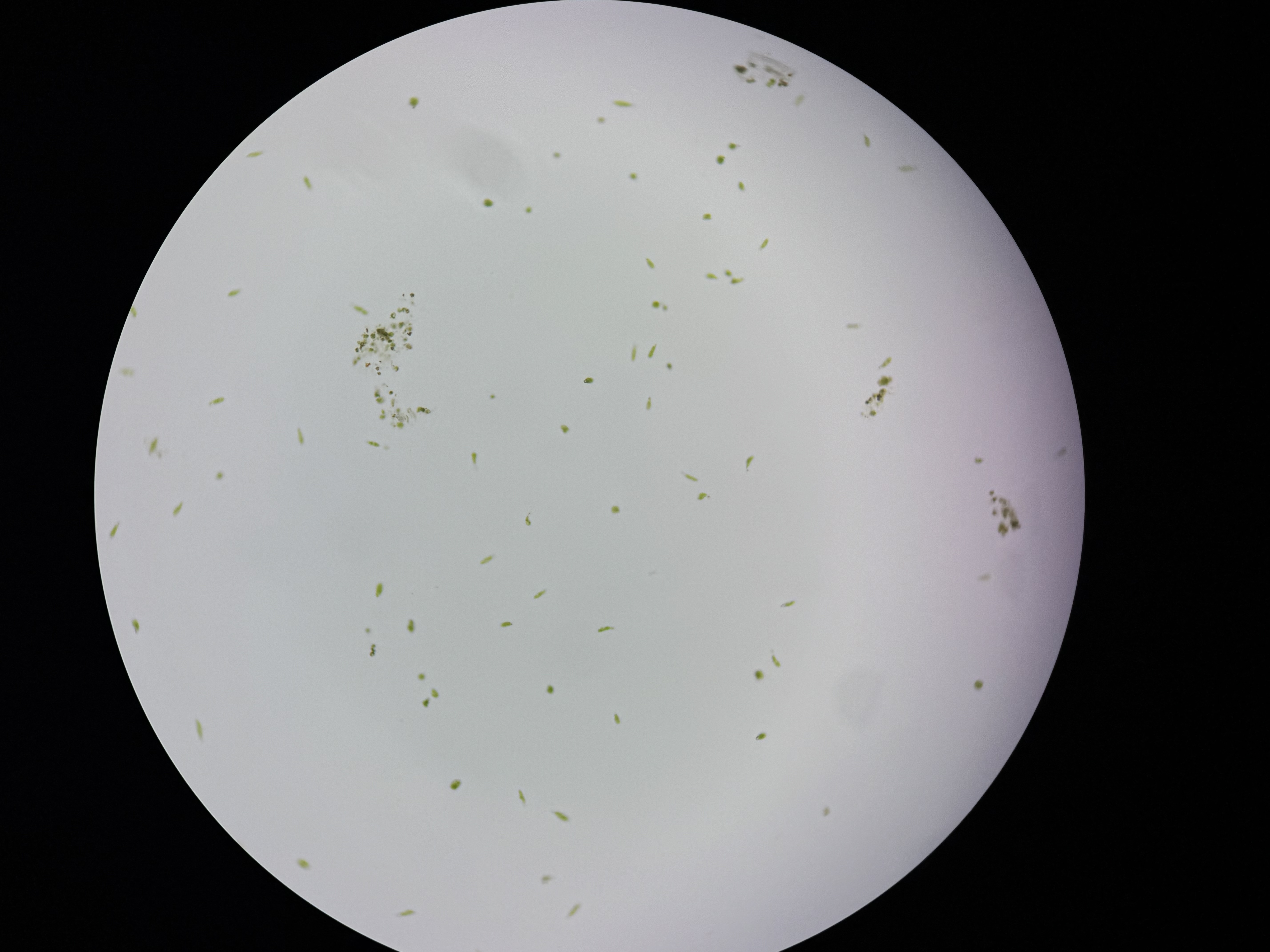 <p>Euglena</p>