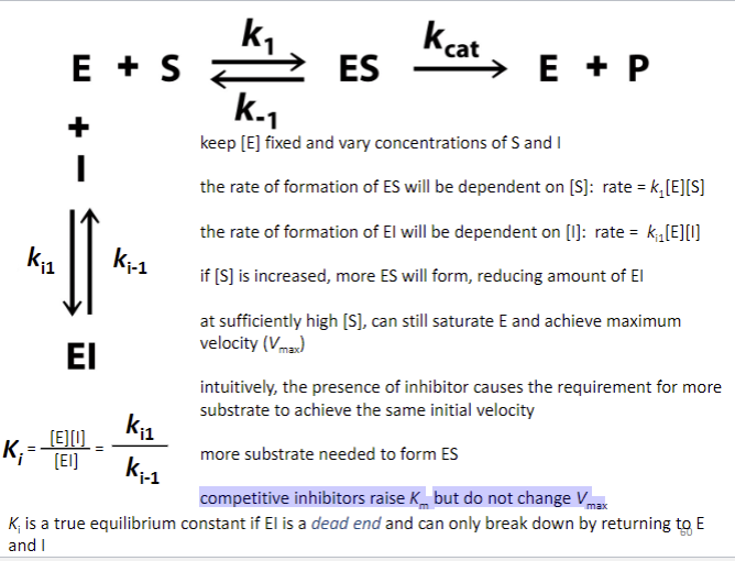 <ul><li><p><span style="font-family: sans-serif">keep [E] fixed &amp; vary concs of S and I</span></p></li><li><p><span style="font-family: sans-serif">rate of formation of ES dependent on [S]: rate = k1 [E][S]</span></p></li><li><p><span style="font-family: sans-serif">rate of formation of EI will be dependent on [I]: rate = ki1 [E][I]</span></p></li><li><p><span style="font-family: sans-serif">if [S] is increased, more ES will form, reducing amount of EI</span></p></li><li><p><span style="font-family: sans-serif">high [S], can still saturate E and achieve max</span><br><span style="font-family: sans-serif">velocity (Vmax)</span></p></li><li><p><span style="font-family: sans-serif"> presence of inhibitor causes need for more substrate to achieve same initial velocity</span></p></li><li><p><span style="font-family: sans-serif">more substrate needed to form ES</span></p></li><li><p><span style="font-family: sans-serif">competitive inhibitors raise Km but don’t change Vmax</span></p></li><li><p><span style="font-family: sans-serif">Ki is true equilibrium constant if EI is dead end &amp; can only break down by returning to E &amp; I</span></p></li></ul>
