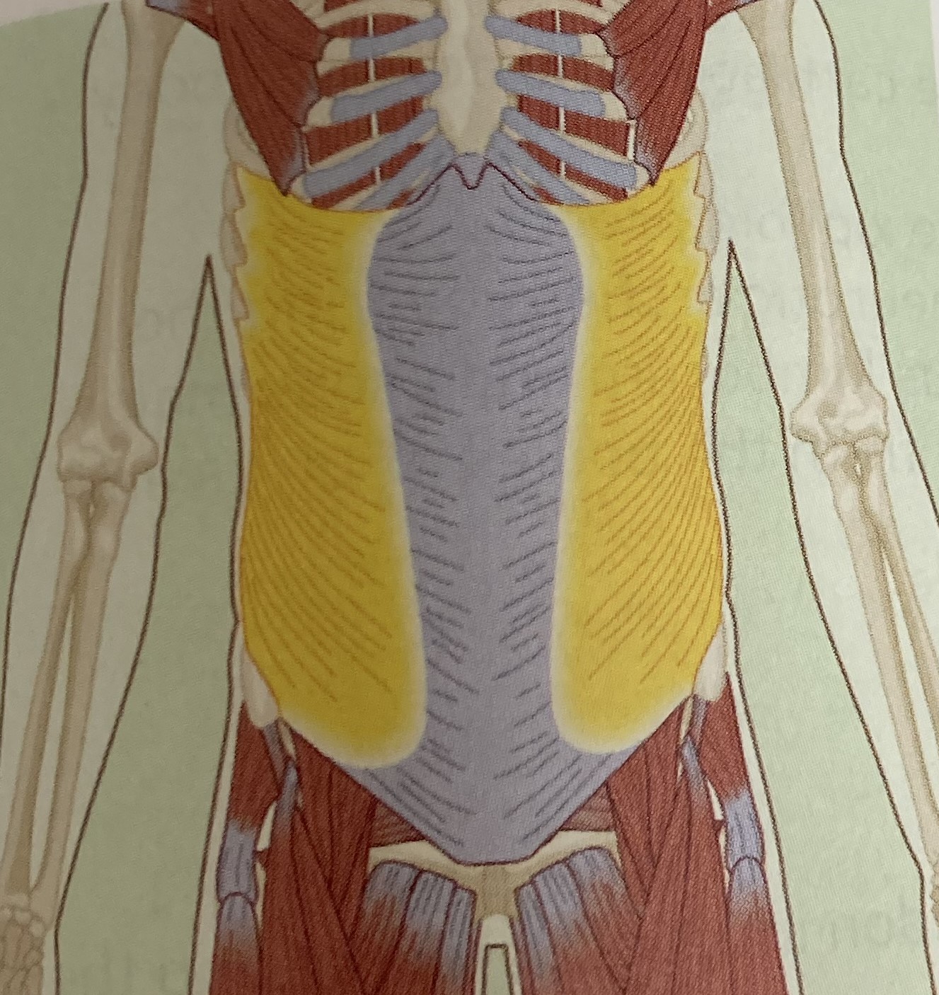 <ul><li><p>category: abdominal musculature</p></li><li><p>origin: ribs 4-12</p></li><li><p>insertion: iliac crest of the pelvis</p></li><li><p>isolated function: concentric spinal flexion, lateral flexion, and contralateral rotation</p></li><li><p>integrated function: eccentric spinal extension, lateral flexion, and rotation</p></li><li><p>stabilizes the LPHC</p></li></ul><p></p>
