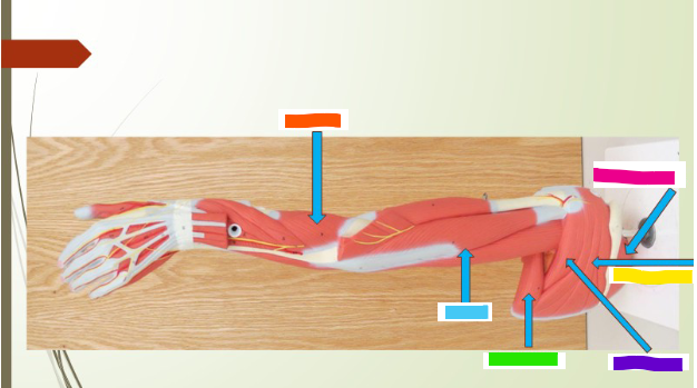 <p>Infraspinatus </p>