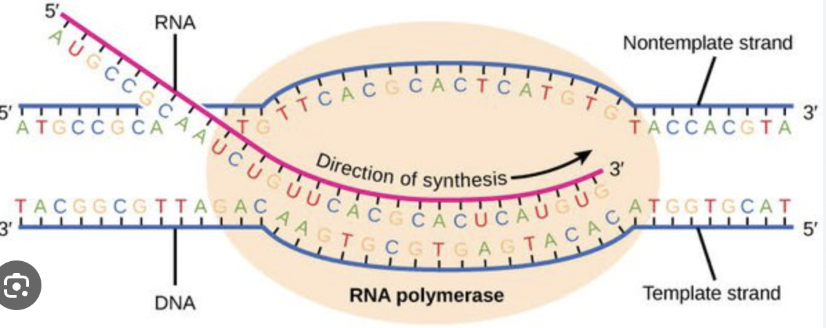 <p>Transcription player: RNA Polymerase</p>