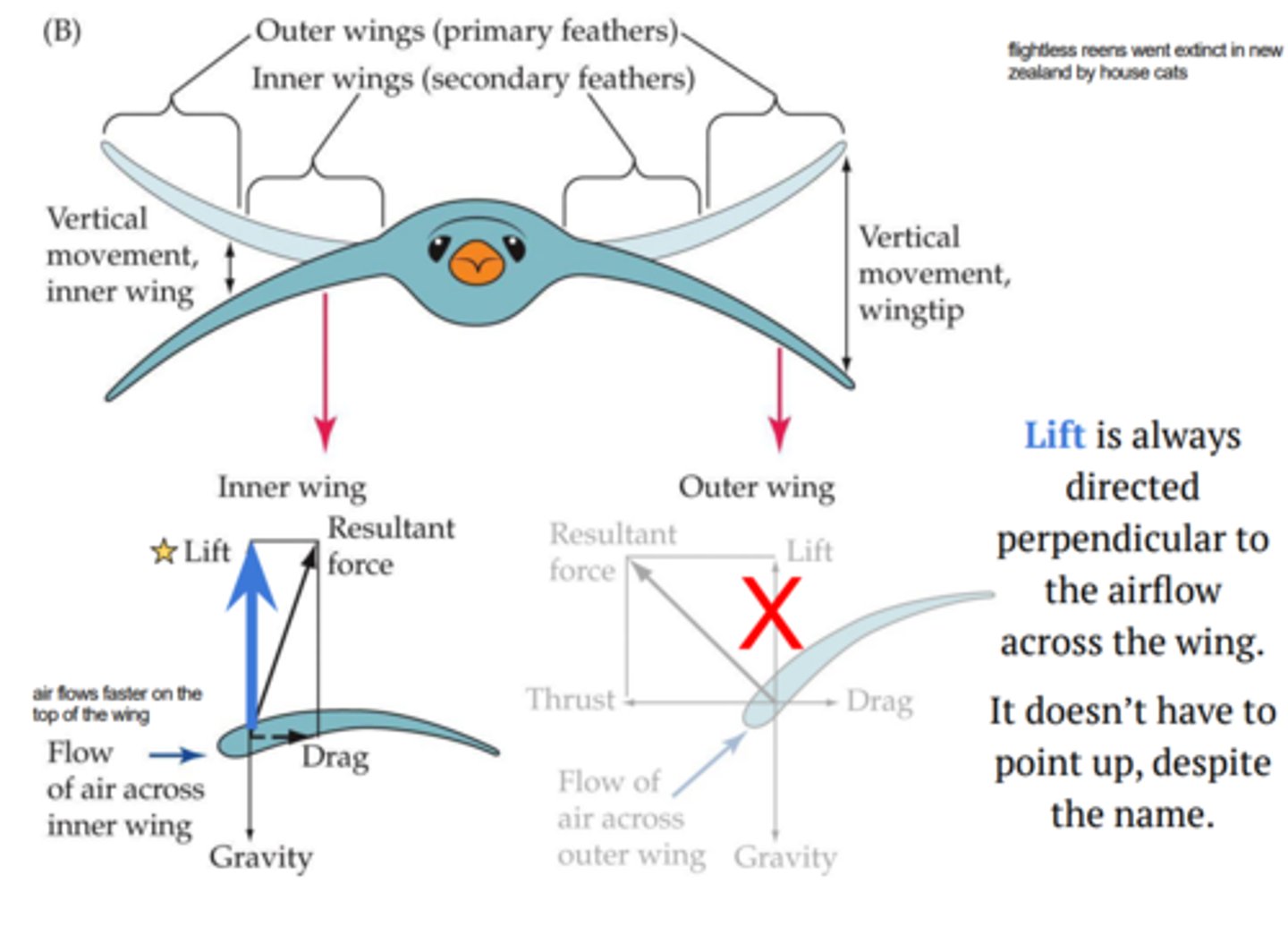 <p>by angle of attack + camber</p><p>-forward thrust generated by moving down at an angle to ground</p>