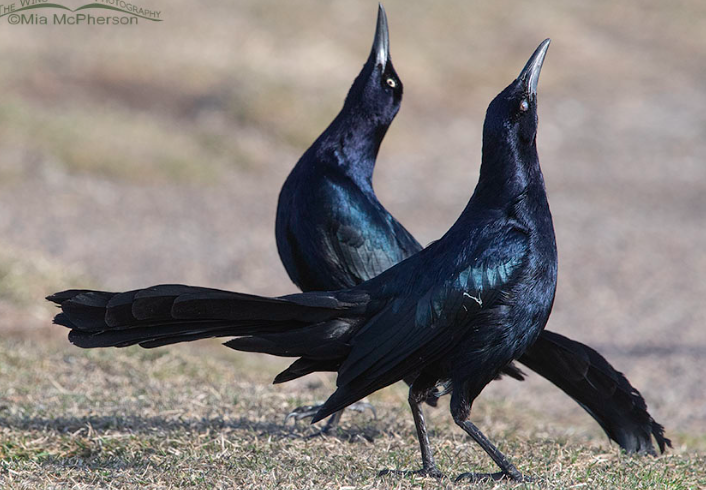 <p>Common Grackle</p>