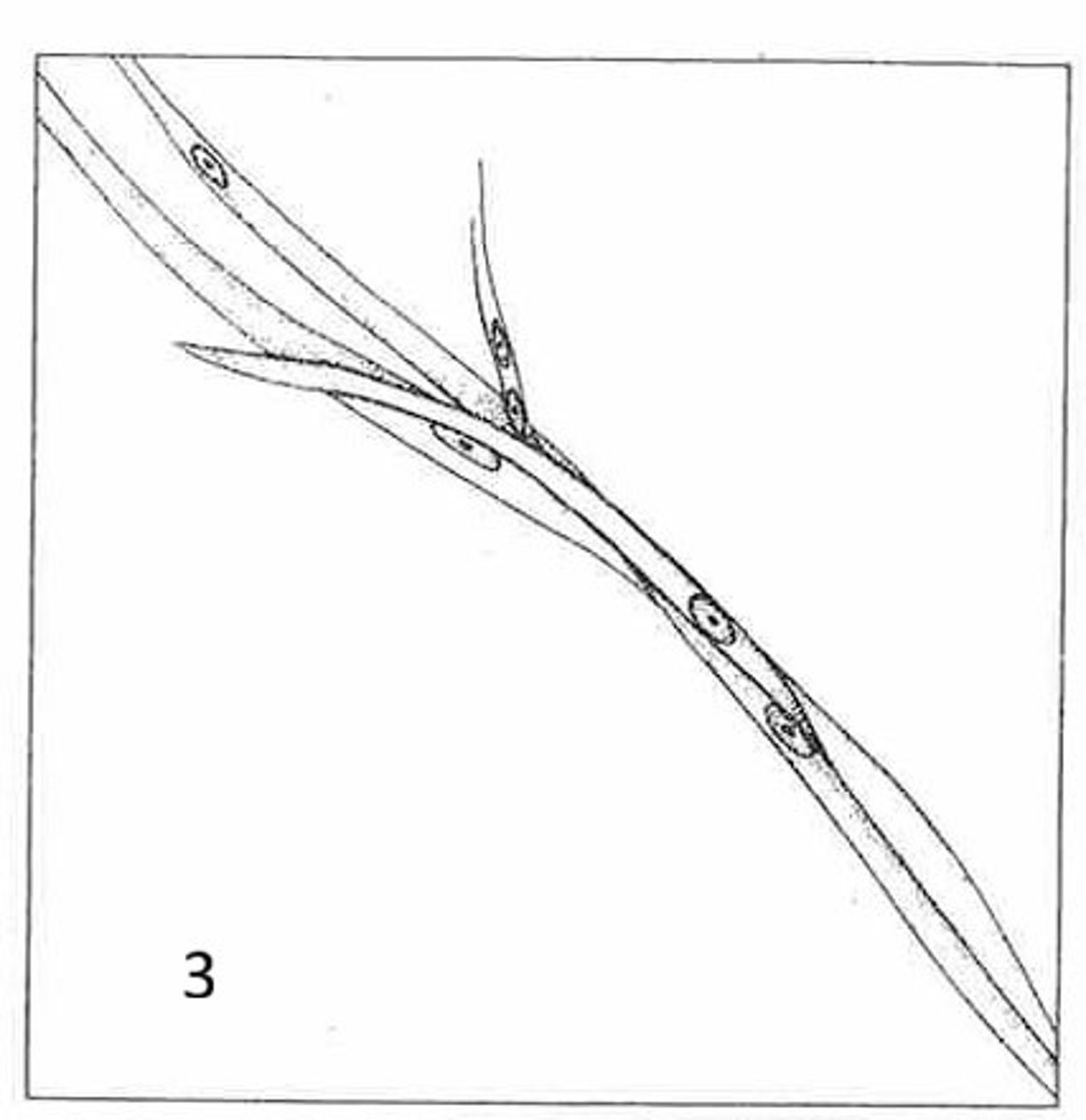 <p>Where is this tissue located?</p>