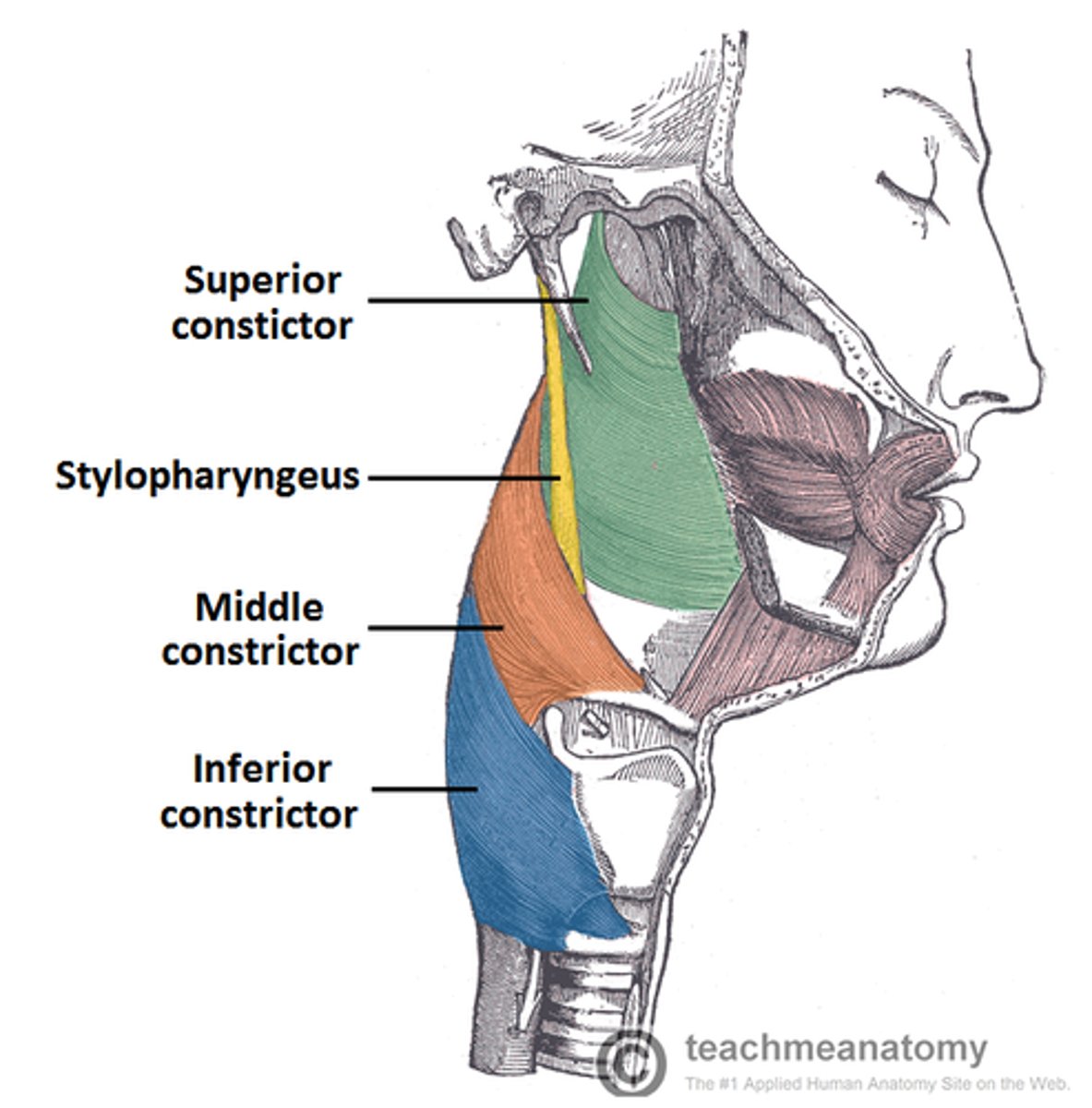 <p>glossopharyngeal nerve</p>