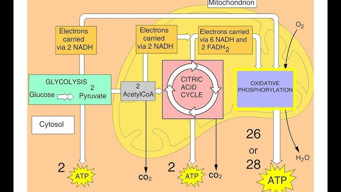<p>Approximately 29</p>