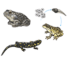 <p><span><strong>amphibian</strong></span></p>