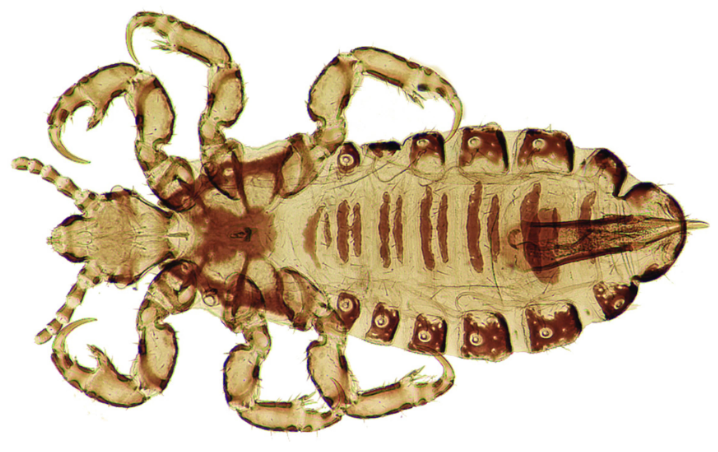 <p>Order, Suborder, Clade, Superfamily, Common name</p>