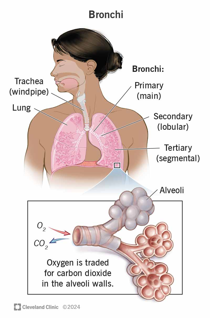 <p><strong>4. Alveolar Ducts &amp; Alveoli</strong> <strong>Anatomy</strong></p><ul><li><p>Alveoli: tiny air sacs (300 million)</p></li><li><p>the alveoli are lined by pneumocytes and macrophages:</p><ul><li><p><strong>Type I pneumocytes</strong> – gas exchange (95%)</p></li><li><p><strong>Type II pneumocytes</strong> – secrete surfactant</p></li><li><p><strong>Alveolar macrophages</strong></p></li></ul></li></ul><p></p><ul><li><p><strong>Primary gas exchange site</strong></p></li><li><p>Surfactant ↓ surface tension → prevents alveolar collapse (especially during expiration)</p></li><li><p>Thin respiratory membrane (~0.5 µm) → rapid diffusion</p></li></ul><p><strong>Partial Pressure Gradients</strong></p><ul><li><p>O₂: alveoli → blood</p></li><li><p>CO₂: blood → alveoli</p></li></ul><p></p>